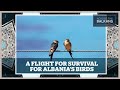 Why Are Migratory Bird Habitats in Albania Being Upended?