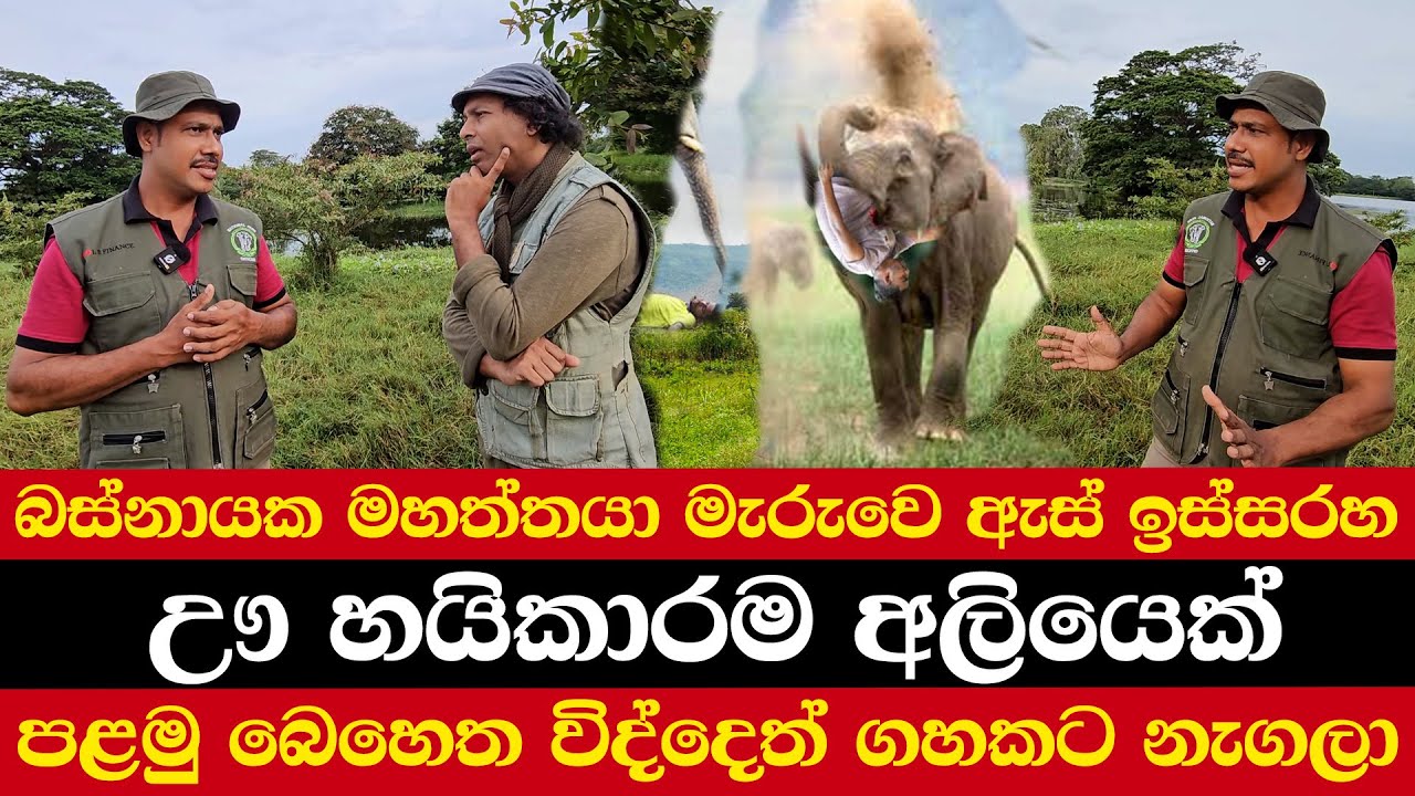බස්නායක මහත්තයා මැරුවෙ ඇස් ඉස්සරහ | ඌ හයිකාරම අලියෙක් | පළමු බෙහෙත විද්දෙත් ගහකට නැගලා