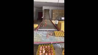 🐾🔴LIVE～Egg Sorting 🥚 2026-07-06