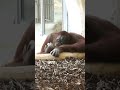 Baby Wonders: Why Does the Orangutan Mom Tap with a Bracket?#shorts#orangutan#funnyvideo#funnyanimal