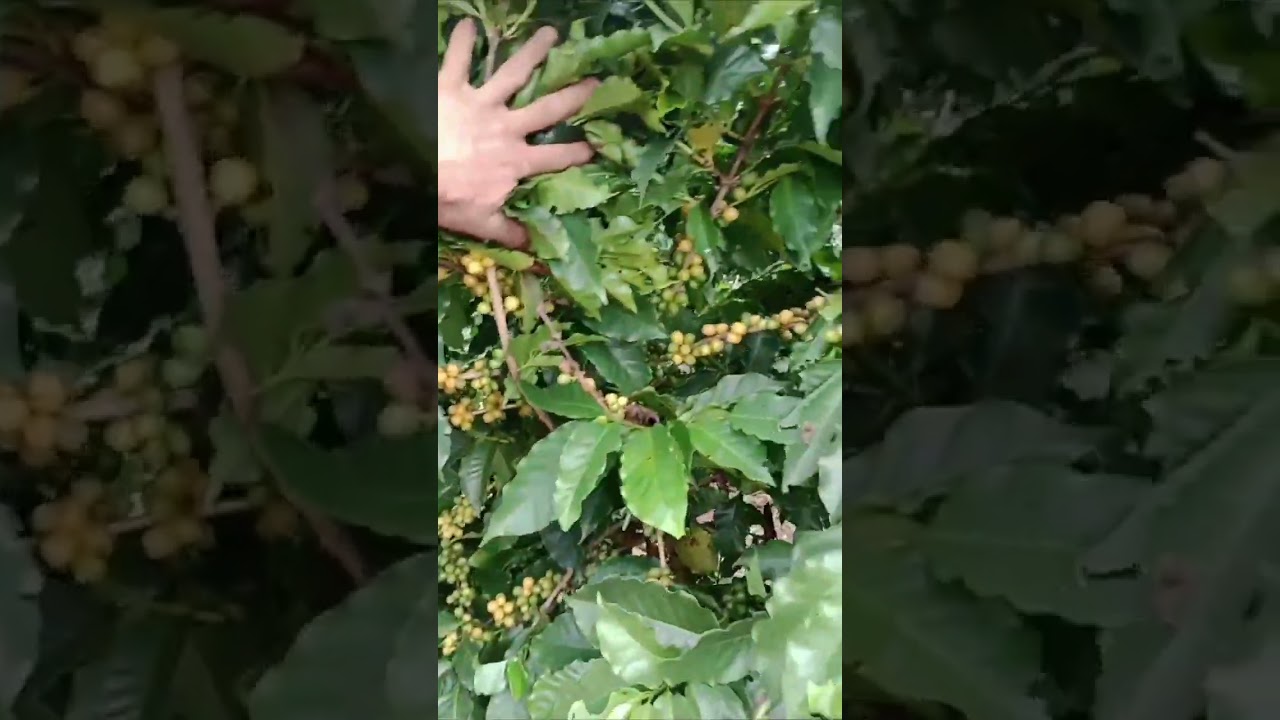 produtividade da cultivar arará 3 anos de idade