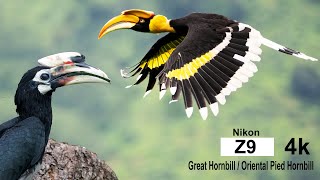洋書 Hornbill and Dragon Naga Dan Burung Enggang =: Hornbill and Dragon : Kalimantan