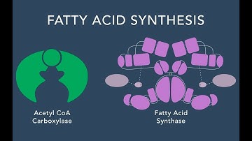 Fatty Acid Synthesis