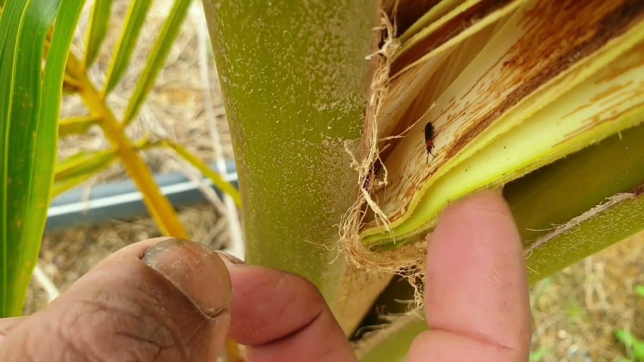 Serangan kumbang Brontispa: Daun kelapa menjadi perang dan kering.