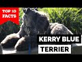 Kerry Blue Terrier - Top 10 Facts の動画、YouTube動画。