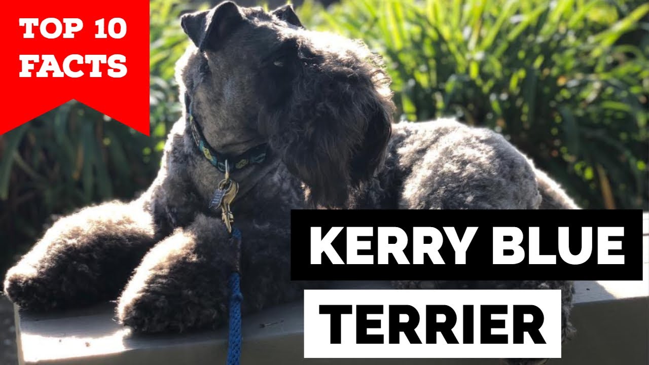 Are Kerry Blue Terriers Hypoallergenic?