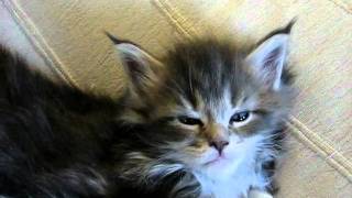 the big five 5-4-11.AVI