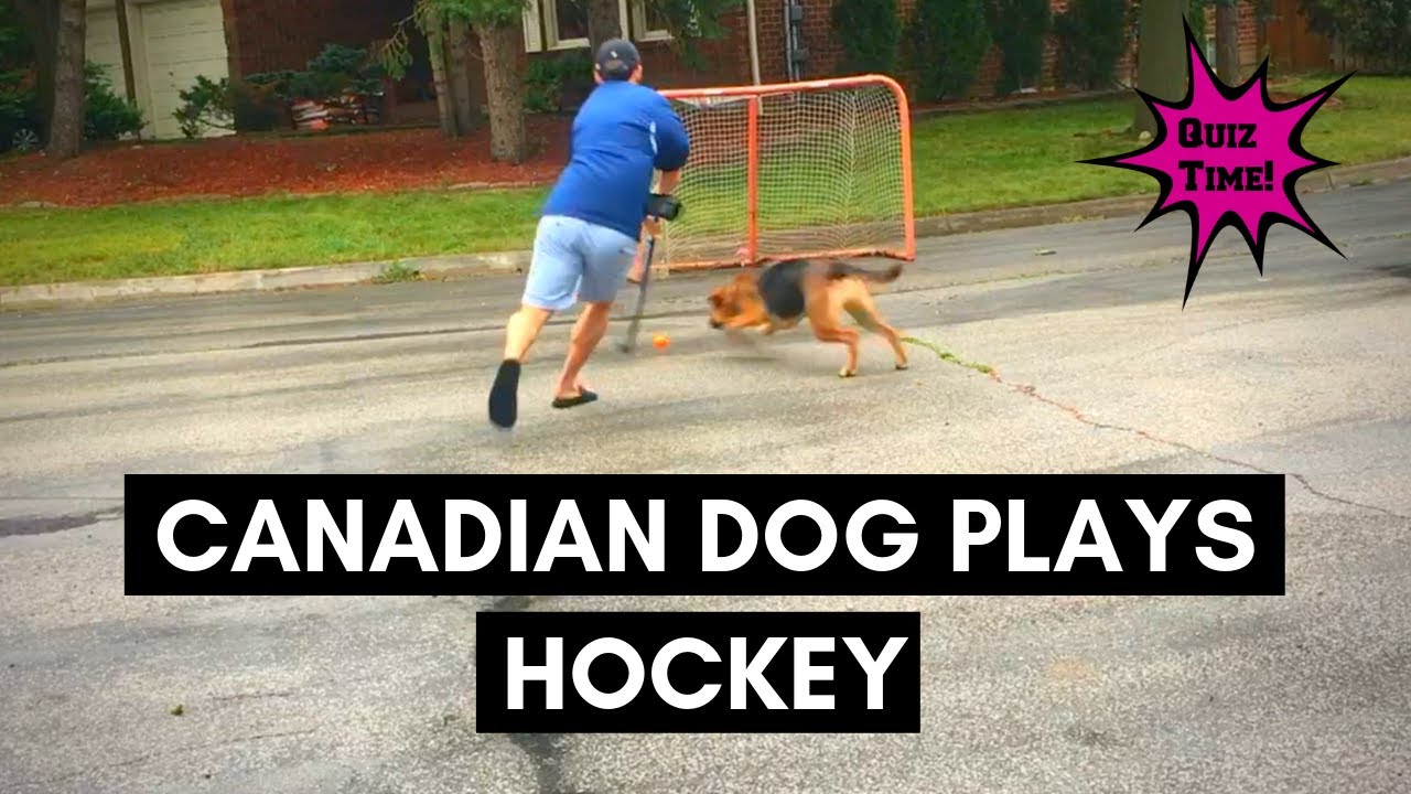 Canadian Dog plays hockey Vocab + Expressions Quiz YouTube