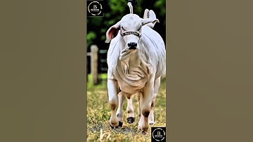Sapi simental x brahman #sapi #cow #sapipedaging #sapimakan #sapigemuk #sapilucu