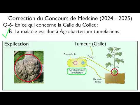 Genie génétique : la galle du collet. Question 6  du Concours de Médecine 2024-2025