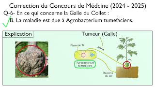 Genie génétique : la galle du collet. Question 6 du Concours de Médecine 2024-2025