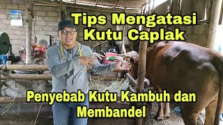 Mengatasi Penyakit Caplak pada Sapi