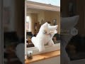 A playful white  cat #shorts#art doll#猫