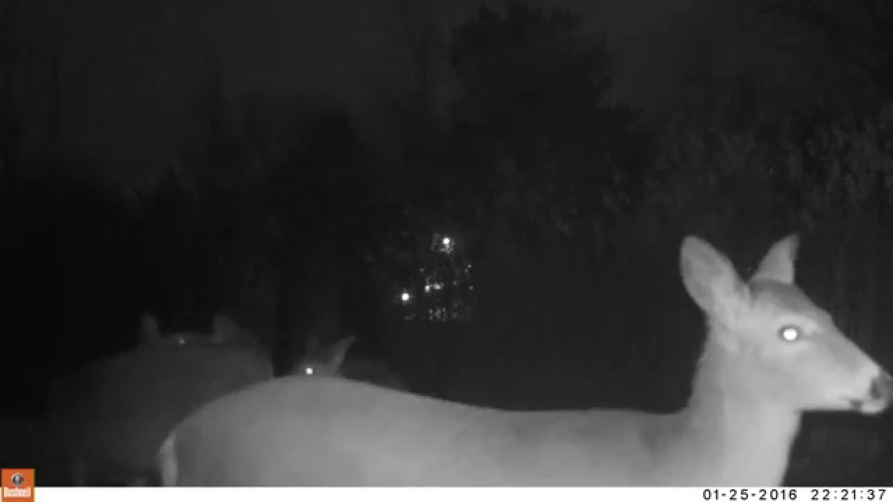 Backyard Whitetail Deer on a Trail Camera Video! YouTube