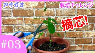 銀座店で購入 あさがお 小学校 幼稚園 支柱セット 教材 植木鉢 7b2e485c 全くの未使用 新品 Pn Batam Go Id