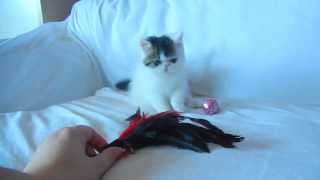 Brown McTabby & White Van Exotic Shorthair Kitten by Chustmi 693 views 10 years ago 5 minutes, 40 seconds