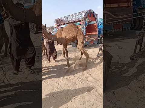 تتمتع الجمال الصغيرة بقوة أكبر وتركيز السوق هو قوة الجمال