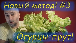 Огурцы прут в кошачьем лотке!