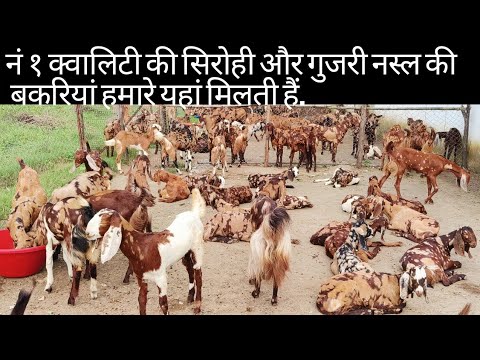 Ojas Goat Farm( MP.) #bakri #gujri#gujribakra#gujrigoat #goatfarming# ...