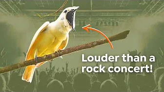 This Bird Is Louder Than a Rock Concert | Birdsong and Bird Vocalisation Decoded