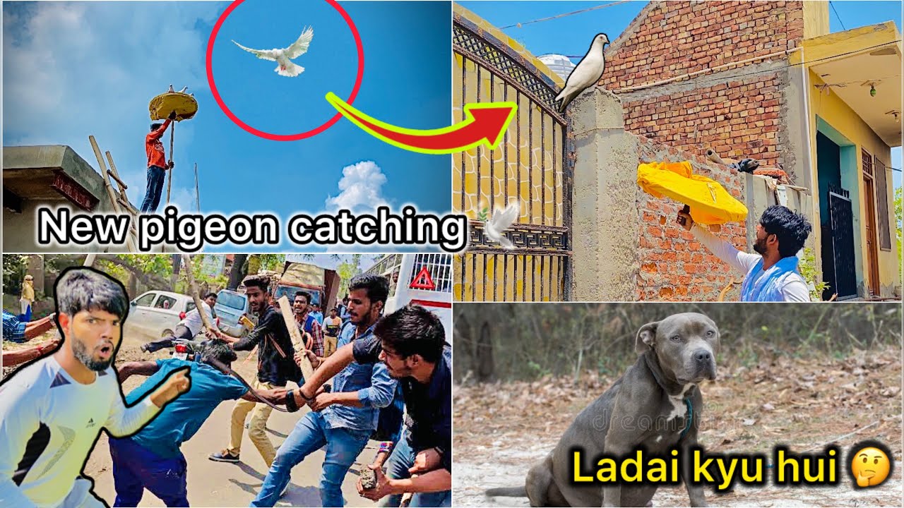 Ring 💍 Pigeon Pakdne Lge 🕊️ || Pregnant Pitbull k liye Ladai Hogyi 😑