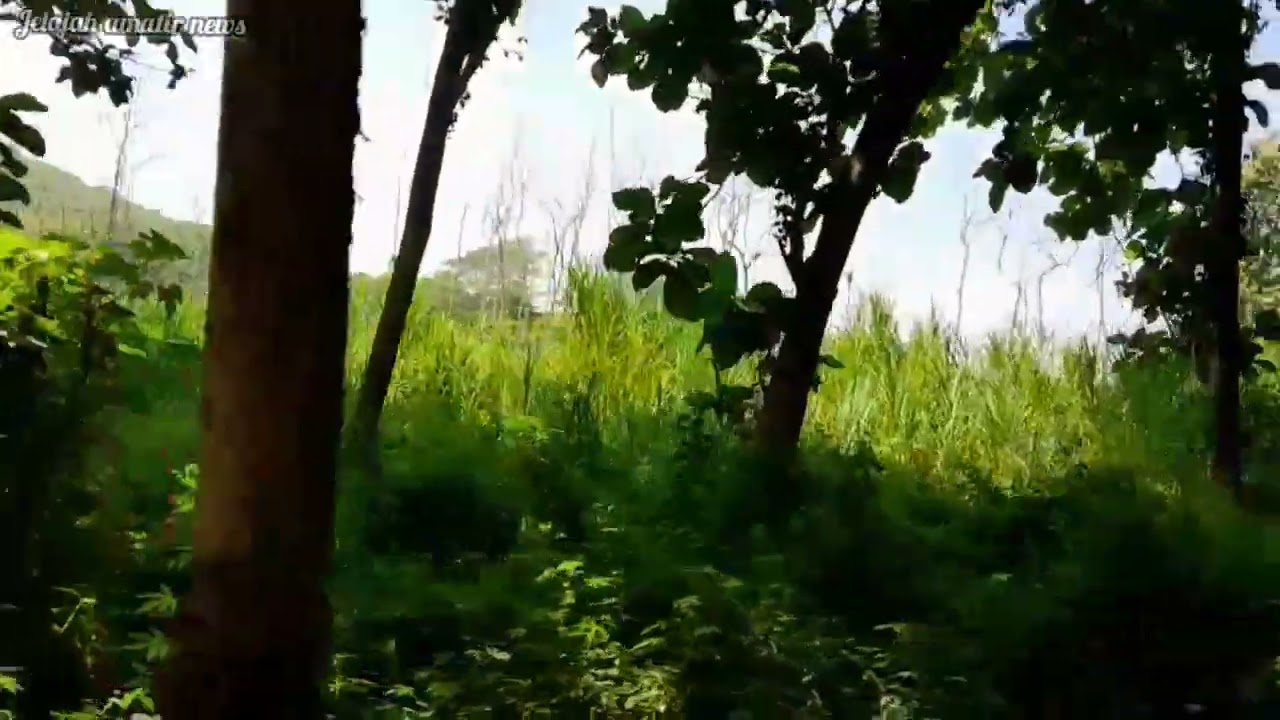 SANGAT ASRI!!, Jalan dan Kampung di pinggir HUTAN