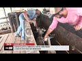 Especialista orienta como previnir a raiva bovina no rebanho