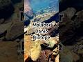 Malabar Danio | Eastern Ghats Biotope