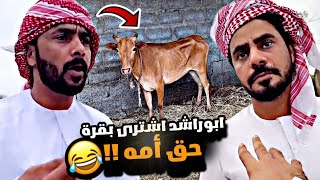 أبو راشد اشترى بقرة من أبو سيف حق أمه 😂😂🐄