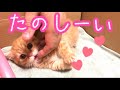 生後2ヶ月の子猫茶々くんにダンボールの部屋を作ってあげたら可愛すぎた【短足マンチカン】I made a room for a munchkin kitten with cardboard.