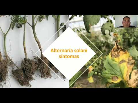 Video: Alternaria Tenuis en Perros