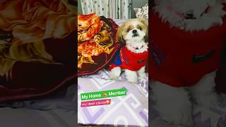 My Home 🏡 Member Coco | #shorts #short #shortsfeed #youtubeshorts #trending #viral
