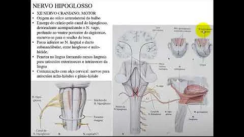 O que passa no canal do hipoglosso?