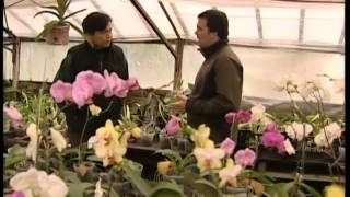 Orquídeas Un Negocio Milenario Que Tiene Sus Fanáticos En La Argentina 516 2013 06 15 Orquídeas Un Negocio Milenario Que Tiene Sus Fanáticos En La Argentina 516 2013 06 15