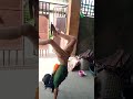 @theriansloveeveryone #therian did a handstand😱😱
