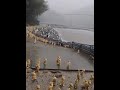 Ducks stay still in rain as a natural behavior.