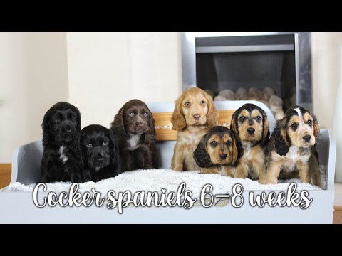 Video: English Cocker Spaniel Dog Breed Hypoallergenic, Kesehatan Dan Umur