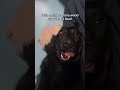 my 0 braincell buddy #dogs #dogs #funnydogs #funnypets #puppy