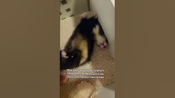 Thumbnail of What song is this?