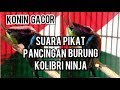 Suara Pikat Burung Kolibri Ninja