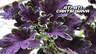 Download Lagu ATI ATI CANTIK SAYA / MY BEAUTIFUL COLEUS MP3