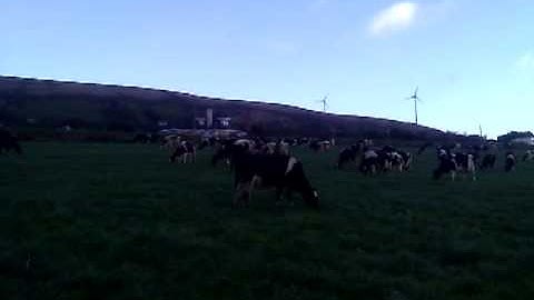 Poor reproductive performance in dairy herd