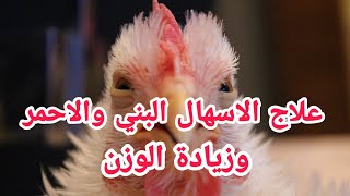 الكتكوت الابيض/ علاج الاسهال البني في الدواجن (الحلقه  الاخيره في الكورس)