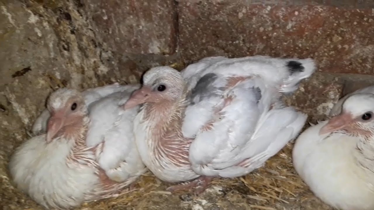 أقسم بالله أسهل طريقه مجربه هتخلي الحمام يبيض كتير ويلحم العش في العش وتنتج زغاليل كتير | دكتور حمام