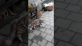 DI BALIK MATA SENDU KUCING JALANAN #kucingindonesia