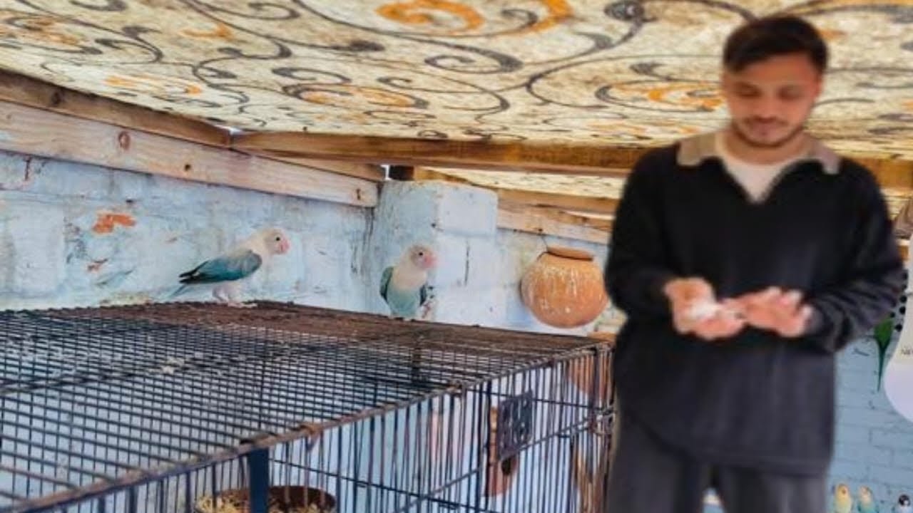 Love Bird Male Or Female Confirm