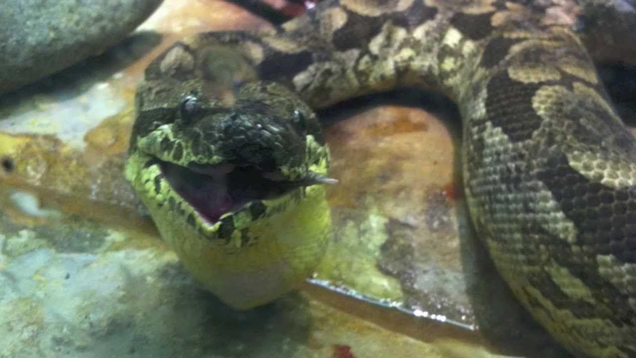 Snake Eating Bird YouTube