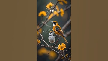 تلاوة خاشعة | سورة الضحى #قرآن_كريم