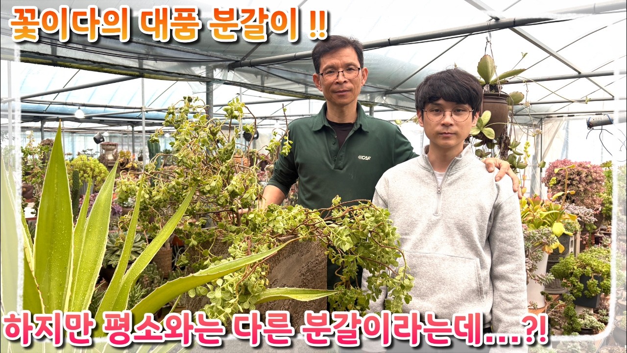 꽃이다의 대품 분갈이 ..! 하지만 평소와는 다른 분갈이라는데..?!(16(월)-18(수)일까지 영업하지 않습니다 !)