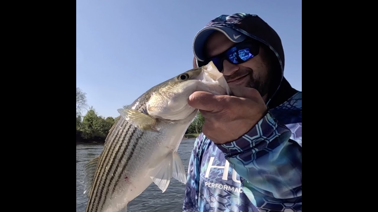 Fishing the Spring Striper Run at Weldon, NC YouTube